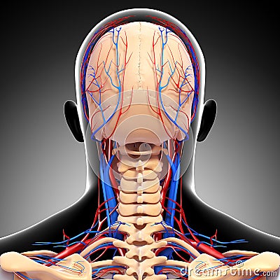 Male Head Back View Circulatory System Royalty Free Stock Photos