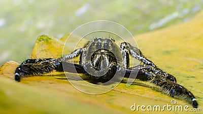 A male Heavy Jumper (Hyllus) Stock Photo