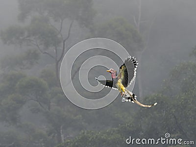 Male Helmeted Hornbill flying freely in Tropical Forest Stock Photo