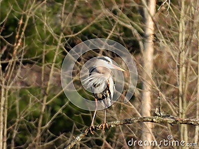 Great Blue Heron sitting on branch inspecting nest Stock Photo