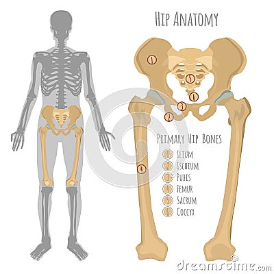 Male hip bone anatomy Vector Illustration