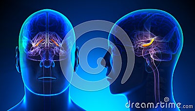 Male Hippocampus Brain Anatomy - blue concept Stock Photo