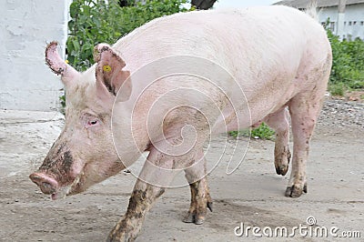 Male hog Stock Photo