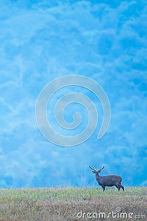 A male Hog deer relaxing in the grassland at dusk, beautiful blue mountains backgrounds. Phukhieo Wildlife Sanctuary, Thailand Stock Photo