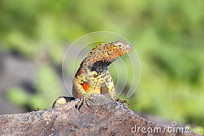 Male Hood lava lizard on Espanola Island, Galapagos National park, Ecuador Stock Photo