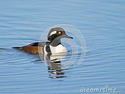 Male Hooded Merganser Stock Photo