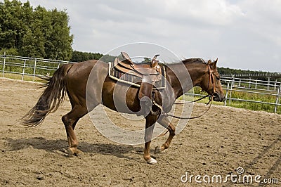 Male horse Stock Photo