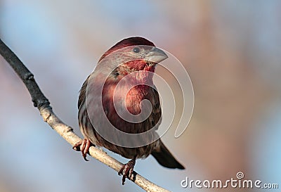 Male House Finch Stock Photo