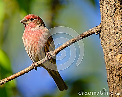 Male House Finch Stock Photo