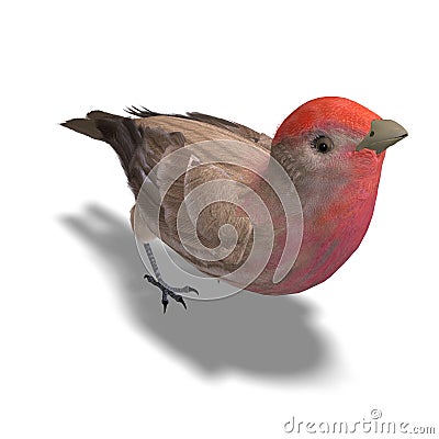 Male House Finch Stock Photo