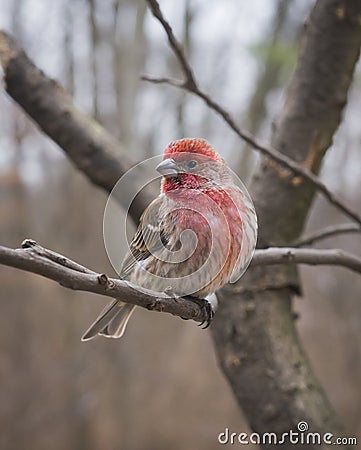 Male House Finch Stock Photo