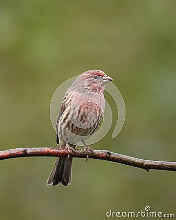 Male house finch Stock Photo