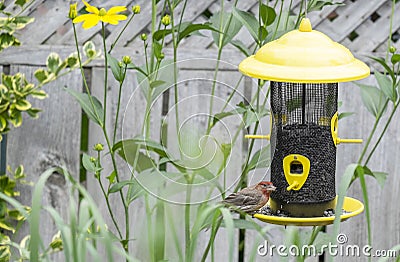 Male House Finch at a Bird Feeder #5 Stock Photo