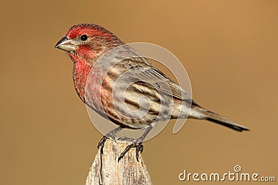 Male House Finch (Carpodacus mexicanus) Stock Photo