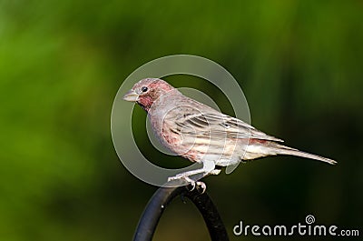 Male House Finch Stock Photo