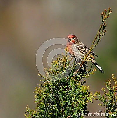 Male House Finch Perched atop a Northern White Cedar Tree Stock Photo