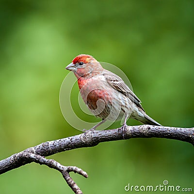 Male House Finch Stock Photo