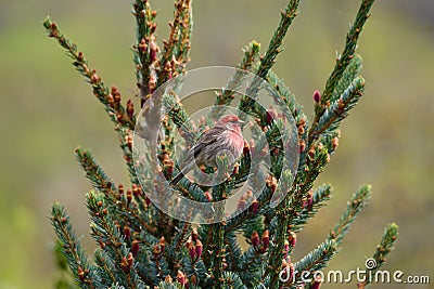 Male House finch resting on branch Stock Photo