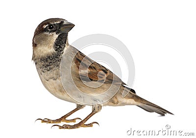 Male House Sparrow Stock Photo