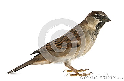 Male House Sparrow Stock Photo