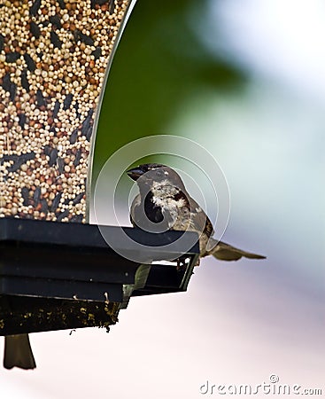 Male House Sparrow Stock Photo