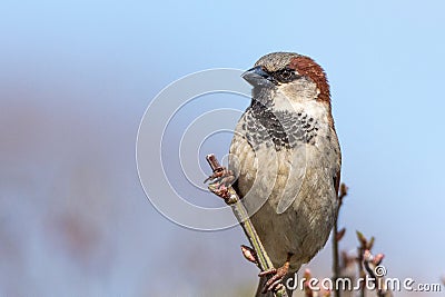 A male house sparrow, Passer domesticus, peached on a tree limb in Culver, Indiana Stock Photo