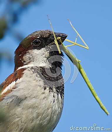 Male House Sparrow with Stick insect Stock Photo