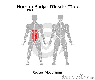 Male Human Body - Muscle map, Rectus Abdominis Vector Illustration