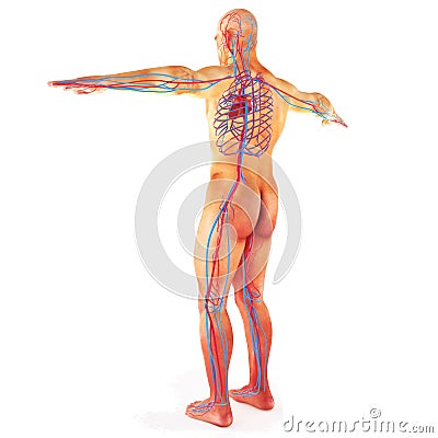 Male Human circulatory system Stock Photo