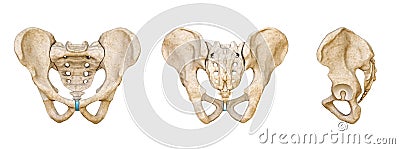 Male Human pelvis and sacrum bones posterior, anterior and lateral views isolated on white background 3D rendering illustration. Cartoon Illustration