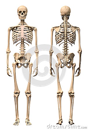 Male Human skeleton, two views, front and back. Stock Photo
