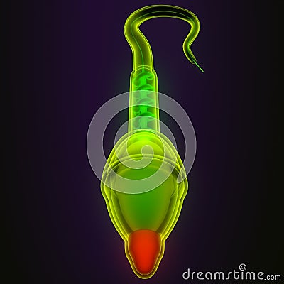 male human sperm anatomy .3d illustration Stock Photo