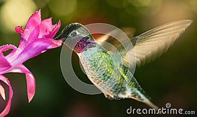 Male hummingbird with colorful feather visiting the pink flower Stock Photo