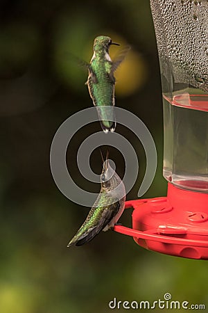 Hummingbird mating dance Stock Photo