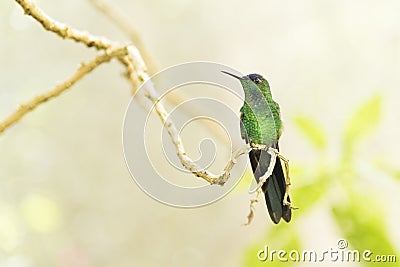 Male hummingbird Violet-capped woodnymph, Thalurania glaucopis Stock Photo