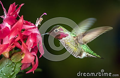 Male hummingbird visits pink flowers with dark green background Stock Photo
