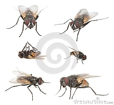 Male housefly, Musca domestica collection isolated on white background Stock Photo