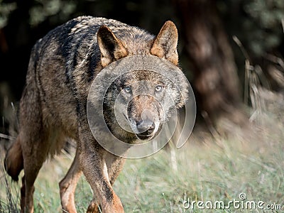 Male iberian wolf Canis lupus signatus stalking Stock Photo