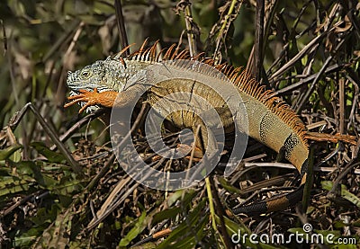 Male Iguana at Wakodahatchee Wetlands Stock Photo