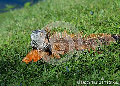 Male Iguana In Breeding Mode Maintains his Territory Stock Photo