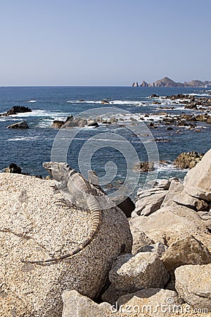 Male, Iguana in Cabo San Lucas, Mexico Stock Photo