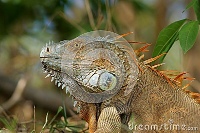 Male Iguana - Costa Rica Stock Photo