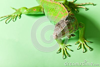 Male iguana over green background Stock Photo