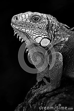 Portrait of Male Iguana Stock Photo