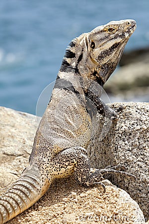 Male, Iguana on the rocks in Cabo San Lucas, Mexico Stock Photo