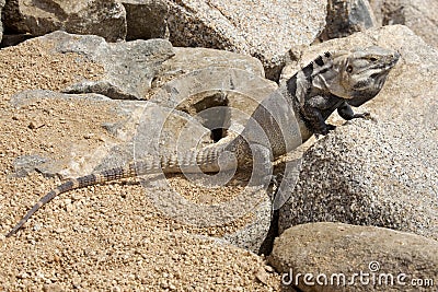 Male, Iguana on the rocks in Cabo San Lucas, Mexico Stock Photo