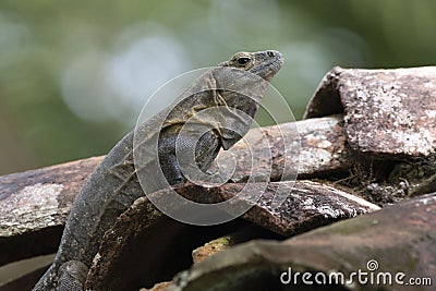 Male Iguana taking the morning sun Stock Photo