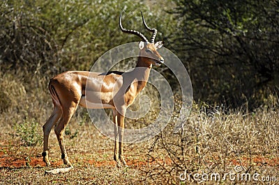 Male Impala Stock Photo