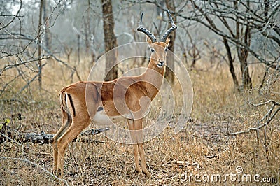 Male Impala Stock Photo