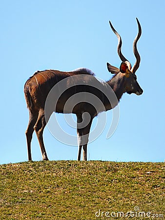 Male Impala Africa Stock Photo